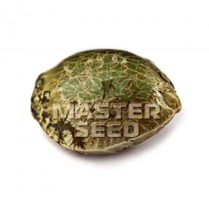 Colorado Cookies autofem (Master-Seed)
