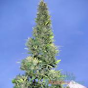 Durban Poison autofem (Master-Seed)
