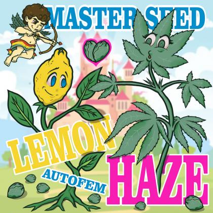 Lemon Haze autofem (Master-Seed)