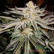 Mamba Negra autofem (Master-Seed)
