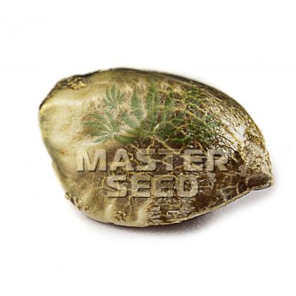 Mamba Negra autofem (Master-Seed)