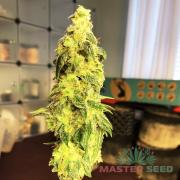 Panama Lime autofem (Master-Seed)