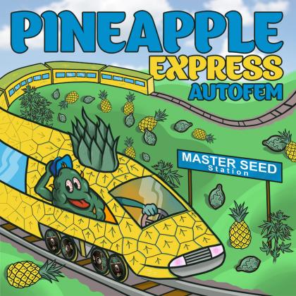 Pineapple Express autofem (Master-Seed)