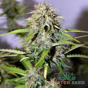 Power Plant autofem (Master-Seed)