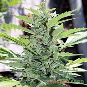 Somango autofem (Master-Seed)