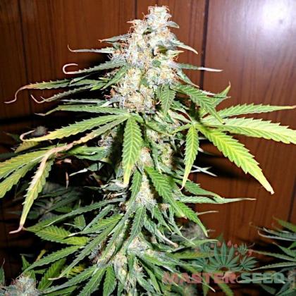 Super Skunk autofem (Master-Seed)