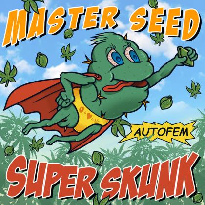 Super Skunk autofem (Master-Seed)