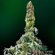 Sweet Tooth autofem (Master-Seed)