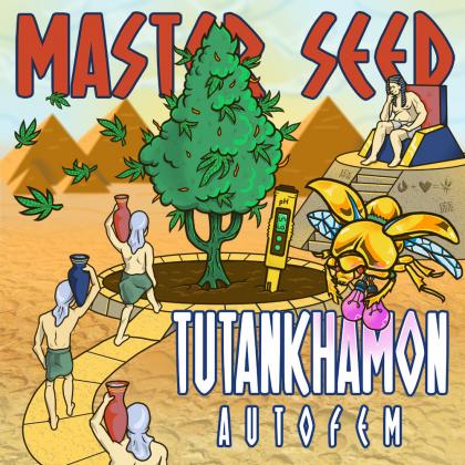 Tutankhamon autofem (Master-Seed)