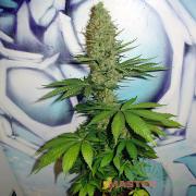 Big Bud fem (Master-Seed)