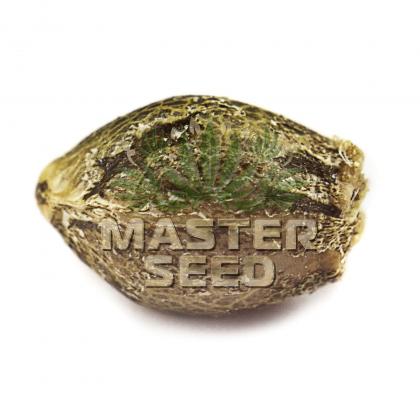 Big Bud fem (Master-Seed)