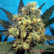 Bubble Gum fem (Master-Seed)