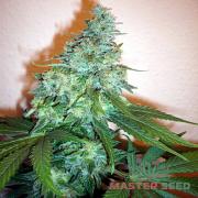 Critical Sensi Star fem (Master-Seed)
