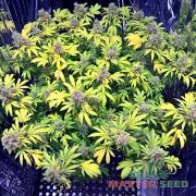 Early Skunk fem (Master-Seed)