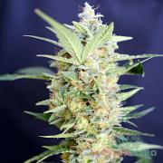 G13 fem (Master-Seed)