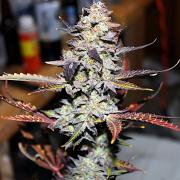 Great White Shark fem (Master-Seed)