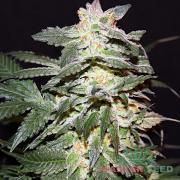 Lemon Skunk fem (Master-Seed)