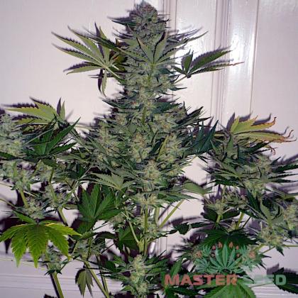 White Russian fem (Master-Seed)