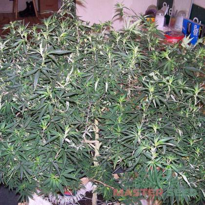 White Russian fem (Master-Seed)