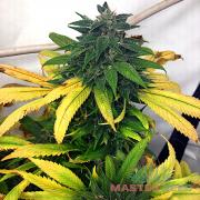 White Widow fem (Master-Seed)
