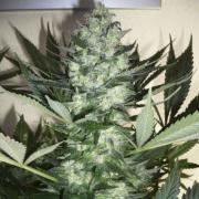 AK-47 autofem (Neuroseeds)