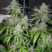 Amnesia autofem (Neuroseeds)