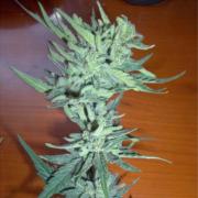 Cheese autofem (Neuroseeds)