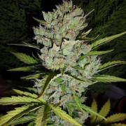 Super Skunk autofem (Neuroseeds)