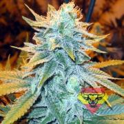 AK-47 SV autofem (Spanna Seeds)