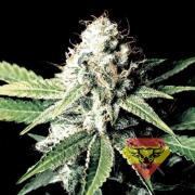 Amnesia autofem (Spanna Seeds)