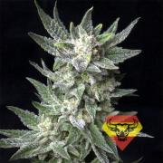 BubbleGum autofem (Spanna Seeds)