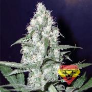 Cheese autofem (Spanna Seeds)
