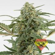 Critical+ autofem (Spanna Seeds)