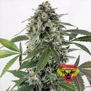 White Widow autofem (Spanna Seeds)