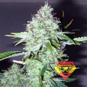 Big Bud fem (Spanna Seeds)