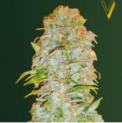 AK-77V autofem (Victory Seeds)