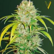 Big Angel autofem (Victory Seeds)