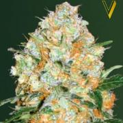 Bubblegum+ Pro autofem (Victory Seeds)