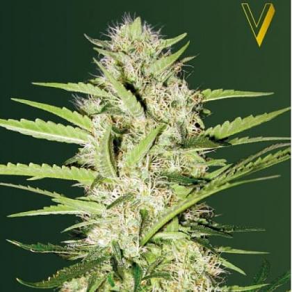 Parmesan autofem (Victory Seeds)