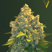 Chronic Monster XXL autofem (Victory Seeds)