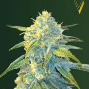 Northern Light autofem (Victory Seeds)