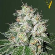 OG Kush autofem (Victory Seeds)
