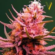 Seemango autofem (Victory Seeds)