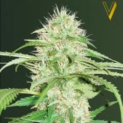 Super Mazar autofem (Victory Seeds)