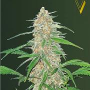 AK-77V fem (Victory Seeds)