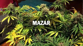 Mazar fem (Master-Seed)