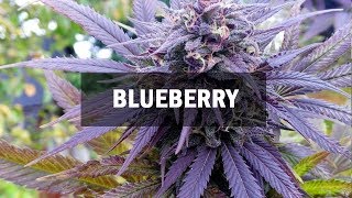 Blueberry fem (Master-Seed)