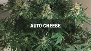Cheese autofem (Master-Seed)