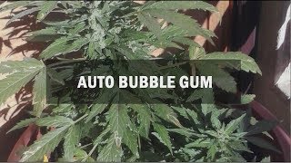 Bubble Gum autofem (Master-Seed)