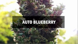 Blueberry autofem (Master-Seed)